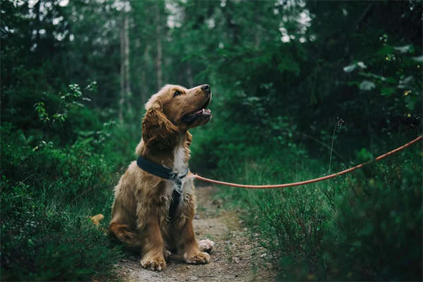 How Do Dogs Find Their Way Home? 5 Amazing Navigation Secrets