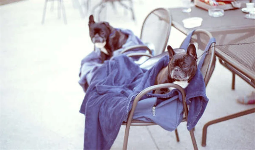 Tetanus in Horses: Symptoms, Treatment & Prevention Guide (2024)