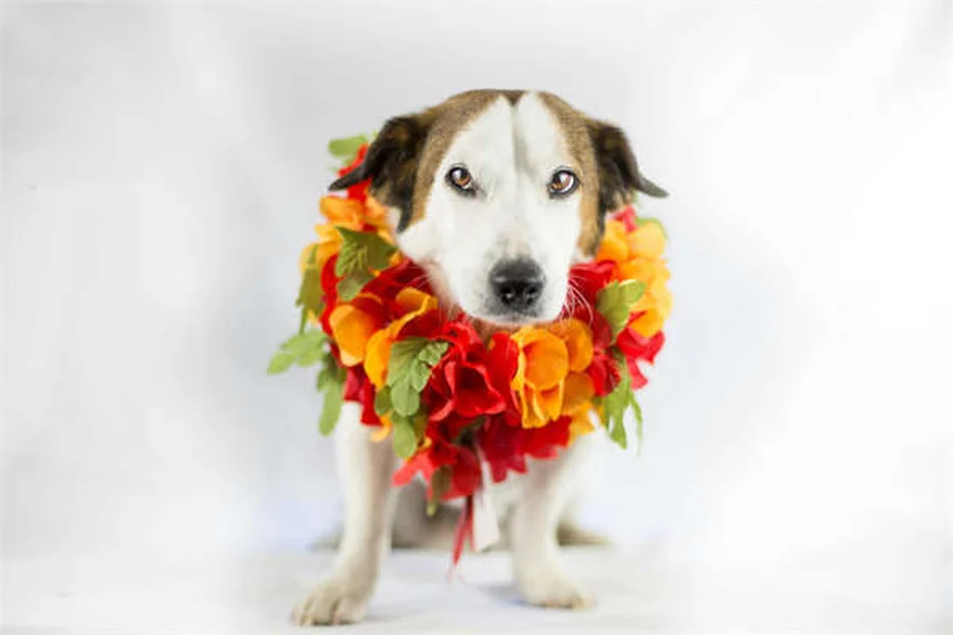 Pleural Effusion in Dogs: 5 Warning Signs You Can't Ignore