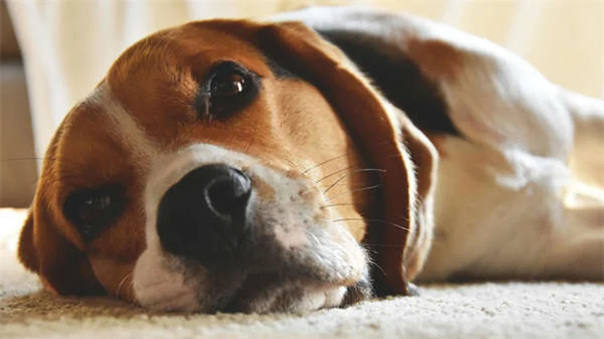 Methocarbamol for Pets: 5 Things Every Pet Owner Should Know